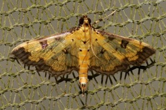 Ategumia ebulealis