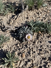 Townsendia scapigera