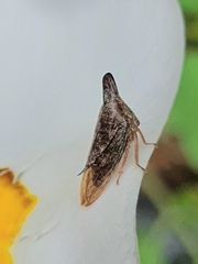 Aconophora