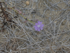 Stephanomeria diegensis