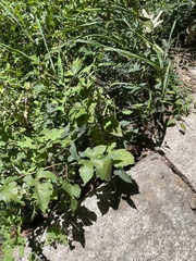 Dioscorea polystachya