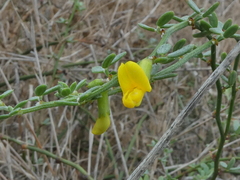 Acmispon glaber glaber