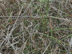 Acmispon glaber glaber