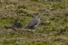 Metriopelia melanoptera
