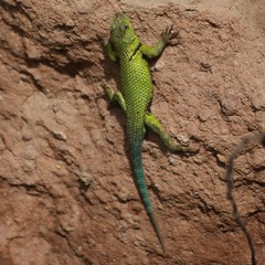 Sceloporus formosus