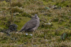 Metriopelia melanoptera