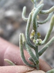Neokochia americana