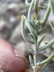 Neokochia americana