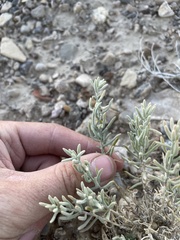 Neokochia americana