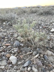 Neokochia americana