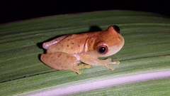 Dendropsophus mathiassoni