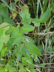 Lonicera maackii