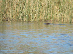 Lontra provocax