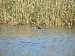 Lontra provocax