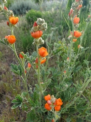 Sphaeralcea grossulariifolia