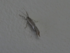 Cisthene liberomacula