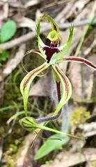 Caladenia tentaculata
