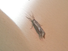 Cisthene liberomacula