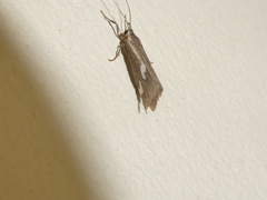 Cisthene liberomacula