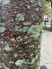 Hyperphyscia adglutinata