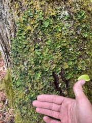 Peltigera aphthosa