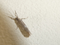 Cisthene liberomacula