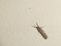 Cisthene liberomacula