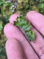 Peltigera aphthosa