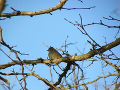 Leptasthenura aegithaloides