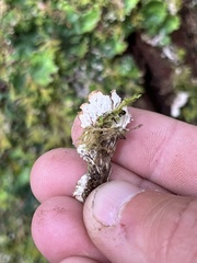 Peltigera aphthosa