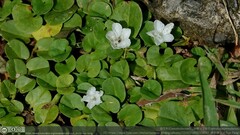 Evolvulus nummularius