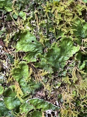 Peltigera aphthosa