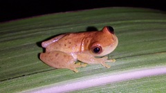 Dendropsophus mathiassoni