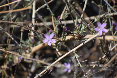 Stephanomeria virgata
