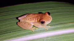 Dendropsophus mathiassoni
