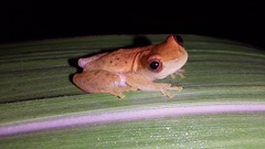 Dendropsophus mathiassoni
