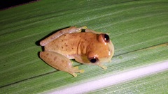 Dendropsophus mathiassoni