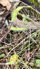 Caladenia tentaculata