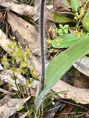 Caladenia tentaculata