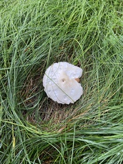Leucoagaricus leucothites