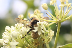 Bombus borealis image