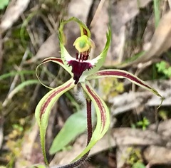 Caladenia tentaculata