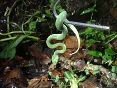 Trimeresurus stejnegeri
