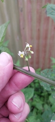 Solanum americanum