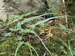 Asplenium rhizophyllum