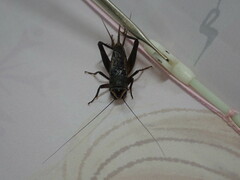 Teleogryllus occipitalis