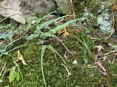 Asplenium rhizophyllum