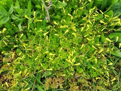 Oxalis compressa