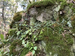 Asplenium rhizophyllum