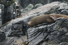 Arctocephalus australis